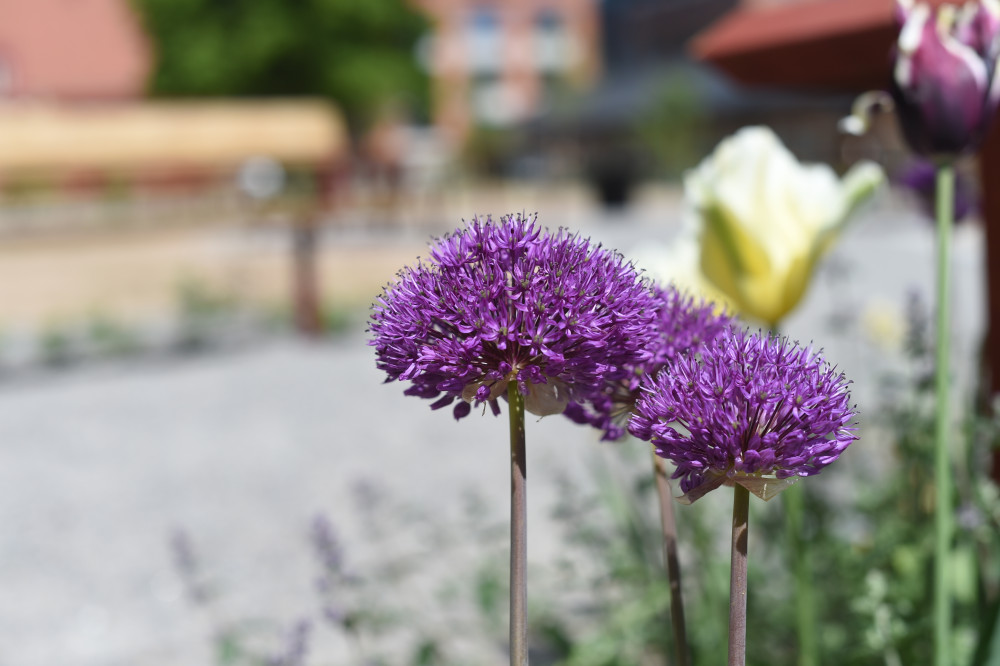 Allium och tulpaner. Foto: Marion Sidwall