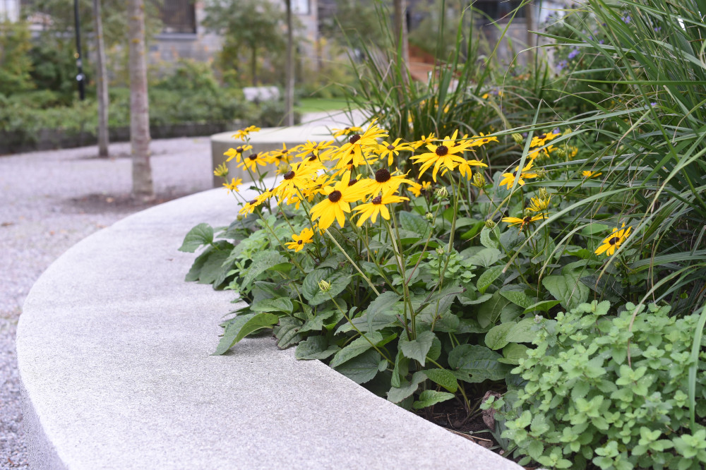 Rudbeckior. Foto: Marion Sidwall